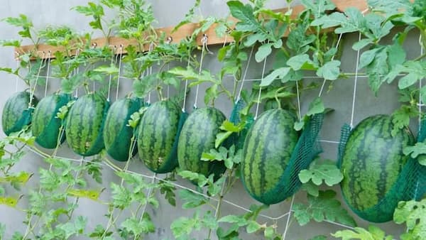 تصویر 3 از خرید هندوانه گلخانه ای در ایران + قیمت فروش استثنایی
